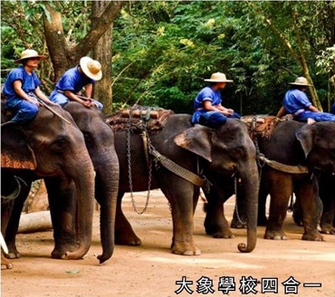 大象學校四合一